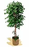 Maia Shop Alberi artificiali, tronchi naturali, realizzati con i migliori materiali, ideali per la decorazione domestica, pianta artificiale (180 cm, Ficus)