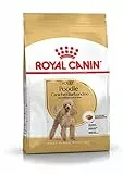 Koi-Schneidewind 1 X Royal Canin cane barboncino 500 G cibo secco