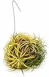 POWERS TO FLOWERS - TILLANDSIA DELL'ARIA MAGIC YELLOW, PIANTA MADRE, Pianta vera