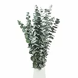 INSANYJ 16 PCS Eucalipto Essiccato, Reale Eucalyptus Secco Fiori Essiccati, Fresco Fiori Secchi Ornamentali Eucalyptus Adatto per Banchetto di Nozze Festa di Famiglia Decorazione da Tavola Fai-da-Te.