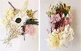 GANMFOYC 10 modelli Fiori Secchi Veri Pressati Fiori Naturale Fiori Secchi Foglie per Artigianato, Fiori Secchi per Resina Candele Fai da Te Scrapbooking Casa Decorazione (Bai Xue Yingchun)