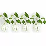 Nuptio 4 Pezzi Fioriere in Vetro Appese a Parete Vaso per Piante - Vasi per Piantare Acqua Vaso per Fiori Ad Aria Terrari Pianta Contenitore per Piante