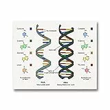 no-brand FUXUERUI Dna Umano e RNA Stampa su Tela Poster di Scienza Biologia Immagine di Arte della Parete Codice genetico Chimica Pittura Insegnante Regali Dormitorio Decor 50x70 cm Senza Cornice