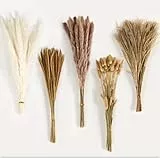 Pampa Naturale, Bouquet di erba di pampa essiccata naturale Bouquet Fiori Secchi Home Decor (01)