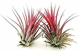 POWERS TO FLOWERS - TILLANDSIA DELL'ARIA MAGIC RED, 2 PIANTE, piante vere