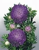 ASTER PRINCIPESSA BLU NR.300 SEMI
