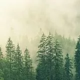sizuka