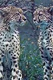 Cheetah Gaze - Lined Journal Notebook - 6x9 - 160 Pages