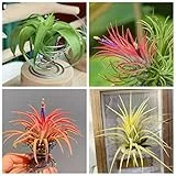 Semi Tillandsia Piante Real Large, Tillandsia, Vere Piante Decorative Succulente - Vasi Sospesi Per Piante, Set Decorazione Tillandsia, Semi Di Piante Da Interno, Vaso Bonsai Tillandsia 50 Pezzi