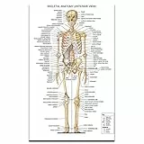 no-brand FUXUERUI Poster del Sistema Scheletrico Scienza e Istruzione Medicina Decorazione della casa Poster Immagine Stampa 50x70cm Senza Cornice