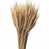 CoolCrafts 100 Steli Spighe di Grano Naturali Fiori Secchi per Decorazione