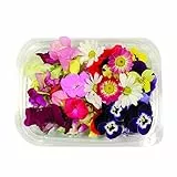 Fiori Commestibili BIOLOGICI - 60 FIORI EDULI di COLORI e VARIETÀ MISTE in vaschetta alimentare di 16 cm x 13 cm x 1,5 cm - Coltivati in Toscana dall'azienda agricola Carmazzi