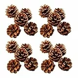 Ashuxxn 48 Pezzi Naturali Pigna Natale Decorazione Natalizia Pigne Pigne Natalizie Decorative Pigne per Decorazioni Natalizie per la Casa, per Albero di Natale e Decorazioni Natale, 3-4cm (Naturale)