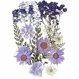 Fiori Essiccati Decorativi, Fiori Stabilizzati, Fiori Secchi per Bomboniere, Pressati Fiori Secchi Veri, Fiori Secchi DIY, Misti Set di Petali di Fiori Pressati (Elegante Bouquet Viola, 18 Fiori)