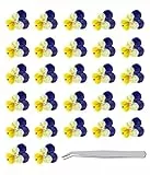 WJIAEER 40PCS Fiori secchi naturali Viole del pensiero Fiori secchi reali per goffratura in resina con pinzette a gomito (faccia di gatto)