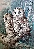 MXJSUA Kit Pittura Numeri,Diamond Painting Full Gufo,Pittura Diamante 5d Fai da Te, Mosaico per Ricamo e Decorazione Domestica, con Scatola, 30 x 40 cm
