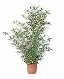 KENTIS - Bambusa Phyllostachys Bissetii - Bamboo Pianta Vera da Esterno - Bambù Piante da Giardino - H 145-170 cm Vaso Ø 24 cm