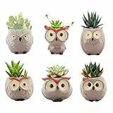 Lewondr Vaso da Fiori, [6 Pezzi] 2.5' Carino Mini Vaso di Gufo in Ceramica per Pianta Succulente Decorazione da Casa Tavolo Scrivania Ufficio - Multicolore 02