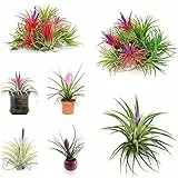 100 Pezzi Semi Di Tillandsia, Parete Verde, Piante Da Interno Che Purificano L'Aria (Tillandsia Cyanea) Piante Deco, Piante Rustiche Per Giardino Pianta Ricadente, Perenne Perenne