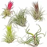 5 pezzi tillandsia set piante semi piante aeree appese pianta tillandsia - serie di piante rare - mescolare vaso per piante semi resistenti esotici meglio delle piante da interno che purificano l'