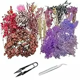 Cayway 2 Scatole Naturali Pressati Fiori Pressati Secchi, Foglie Pressate Secche Naturali per Resina con Pinzette Forbici, Fiori Secchi Veri Pressati Fiori per Scrapbooking
