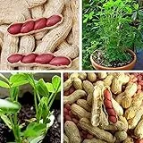 Semi di arachide naturali naturali di pelle rossa neutra, non OGM, per semi da giardino, per donne, uomini, bambini, principianti, giardinieri, 40 pezzi