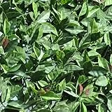 TENAX Divy 3D Plus Photinia, Siepe Sintetica 1,00x3m Foglie Tipo Fotinia su Rete di Plastica