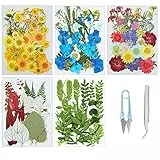 Cayway 166 Pz Naturali Pressati Fiori Pressati Secchi, Foglie Pressate Secche Naturali per Resina con Pinzette Forbici, Fiori Secchi Veri Pressati Fiori per Scrapbooking, Gioielli in Resina Epossidica