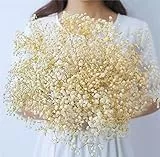 Oning 17,2 ' Gypsophiil Secco 100% Gypsophila Naturale Fiori Secchi Oltre 2000 Germogli di Fiori Genuini Mazzo di Fiori Secchi per Mazzi da Sposa Vasi Pampa Erba Decorazione