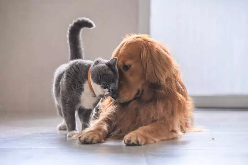 Offerte e promozioni in Animali