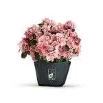 Azalea della Ricerca AIRC