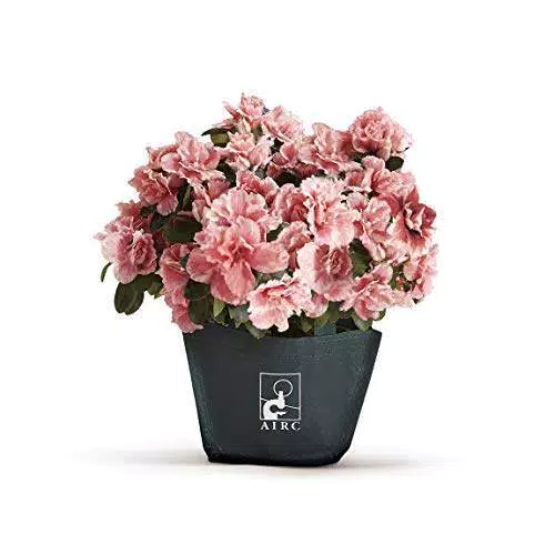 Azalea della Ricerca AIRC