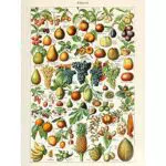 Millot Encyclopedia Page Fruit Grape Pineapple Unframed Wall Art Print Poster Home Decor Premium Pagina Frutta Parete Manifesto Casa