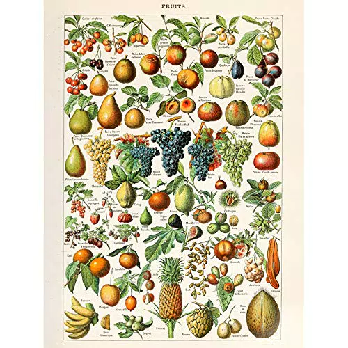 Millot Encyclopedia Page Fruit Grape Pineapple Unframed Wall Art Print Poster Home Decor Premium Pagina Frutta Parete Manifesto Casa