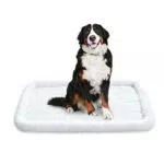 Amazon Basics - Materassino imbottito per animali domestici - 89 x 56 cm