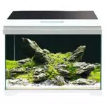 Acquario completo di illuminazione LED e filtro interno