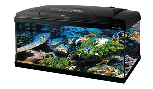 Haquoss Evolution 80 Acquario 80X30X49H cm, 82 Litri