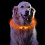 Sarsumir Collare Luminoso per Cani Ricaricabile con 3 Modalità Di Luce