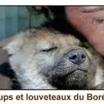 Loups et louveteaux du Boréon