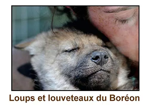 Loups et louveteaux du Boréon