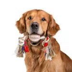 Nobleza - Corda Giocattolo per Cani in 100% Cotone, benefica per la Salute mentale del Cane ， Salute Dentale e Pulizia dei Denti ， Miglior Regalo per Tutti i Tipi di Cani （Beige e Marrone）- 32cm