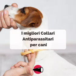 La nostra selezione di Collari Antiparassitari per cani in offerta