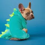 Costume da dinosauro per cani di piccola taglia, costume da cucciolo divertente