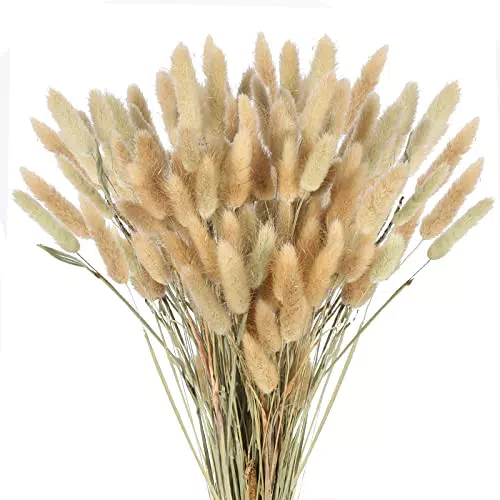 SLFYEE 100PCS Erba Della pampas Decorative Erba Coda di Coniglio Pampas Secca Naturali Pianta Secchi Pampas Artificiali 45cm Bouquet Pampas Grass Piccole per Decorazioni Soggiorno Matrimonio Festa
