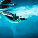 L'acquario di Cattolica riapre il 28 Marzo: prenota la tua visita