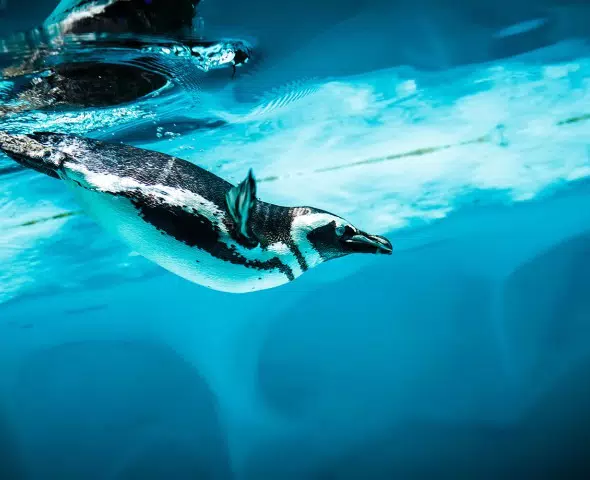 L'acquario di Cattolica riapre il 28 Marzo: prenota la tua visita