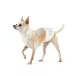Amazon Basics Pannolini usa e getta per cani maschi, misura XS