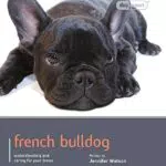 French Bulldog - Cane di Razza con Expertise Canina