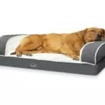 Divano Letto Pecute per Animali Domestici in Memory Foam a Forma di Uovo - XL
