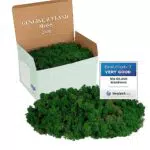Muschio Stabilizzato Islandese Naturale per Decorazioni e Modellismo